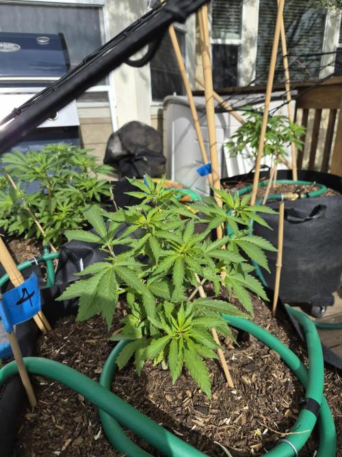 Durban Poison CO grow 2026. Week 12