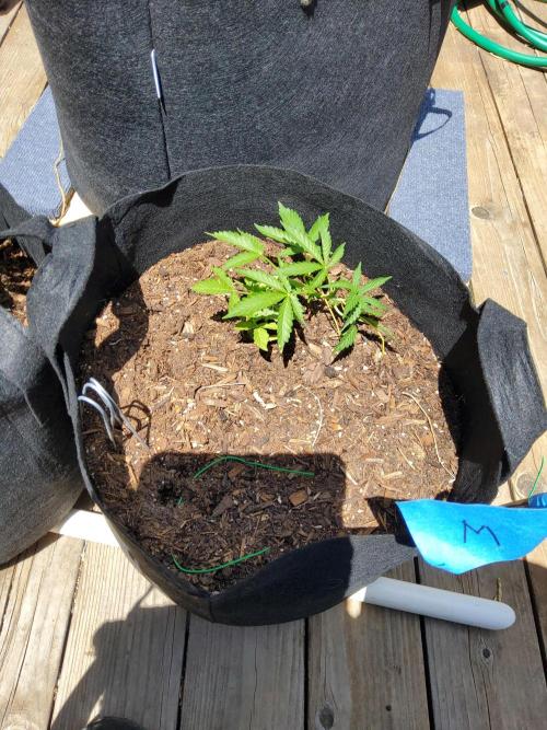 Northern Lights Auto CO outdoor 2026. Week 8