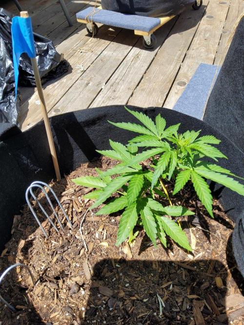 Northern Lights Auto CO outdoor 2026. Week 8