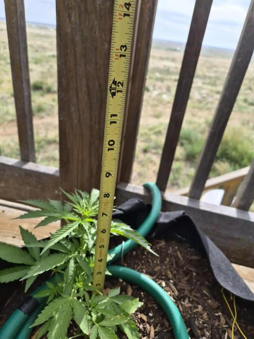 Northern Lights Auto CO outdoor 2026. Week 8
