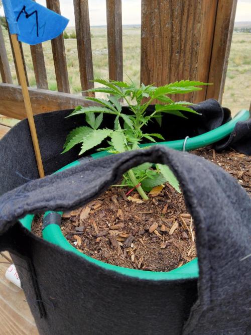 Northern Lights Auto CO outdoor 2026. Week 8