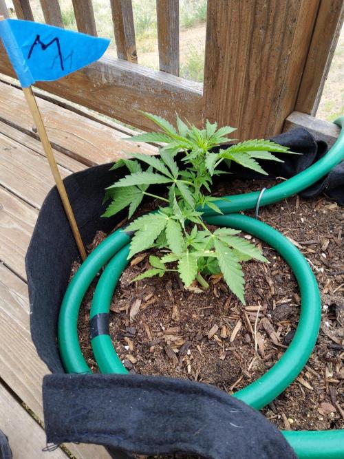 Northern Lights Auto CO outdoor 2026. Week 8