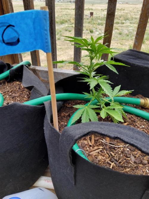 Northern Lights Auto CO outdoor 2026. Week 8