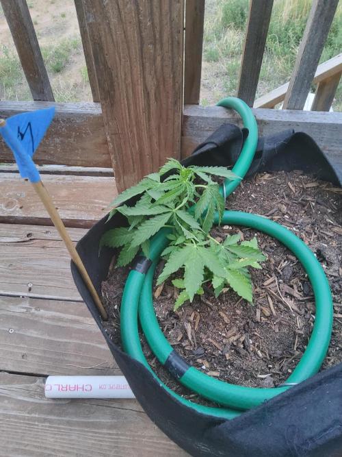 Northern Lights Auto CO outdoor 2026. Week 8