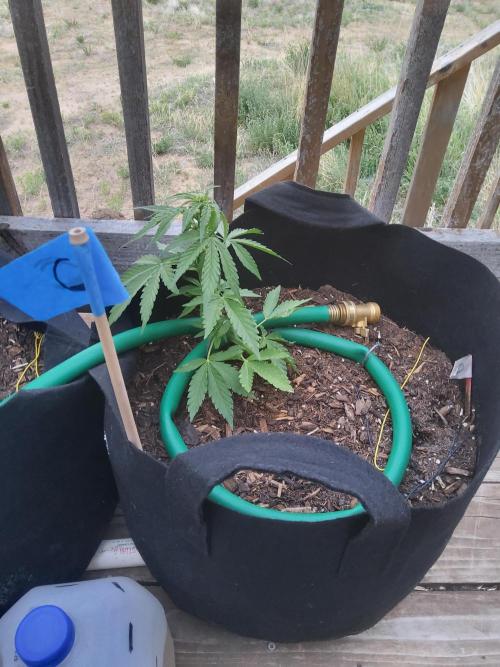 Northern Lights Auto CO outdoor 2026. Week 8