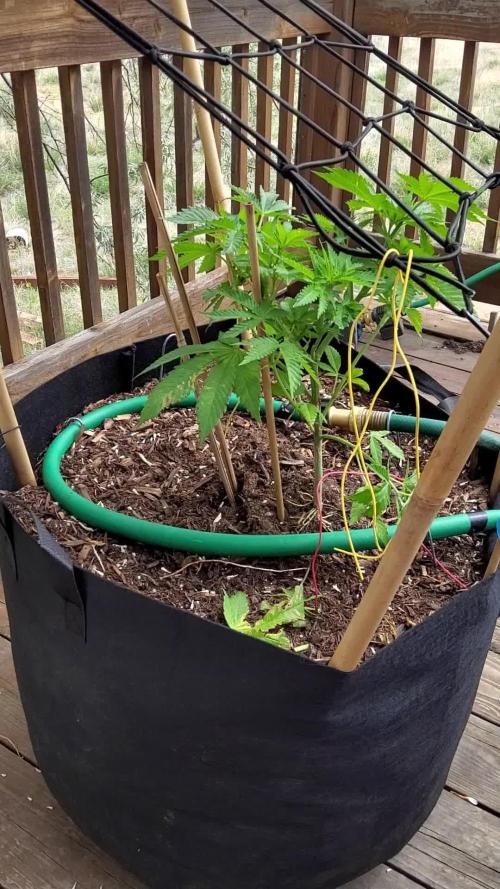Durban Poison CO grow 2026