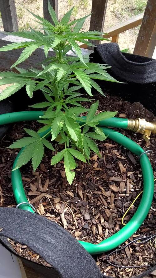 Northern Lights Auto CO outdoor 2026