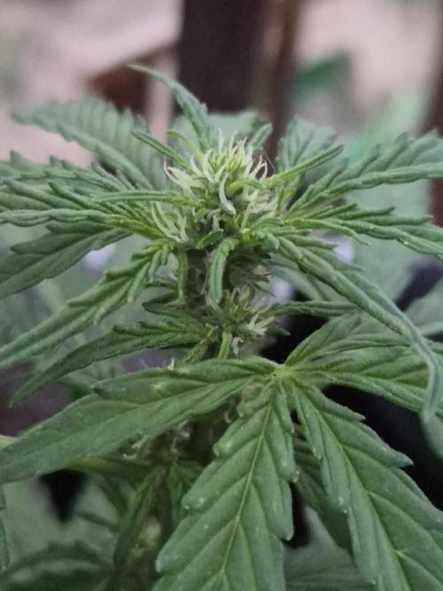Northern Lights Auto CO outdoor 2026. Week 8 - First pistils!
