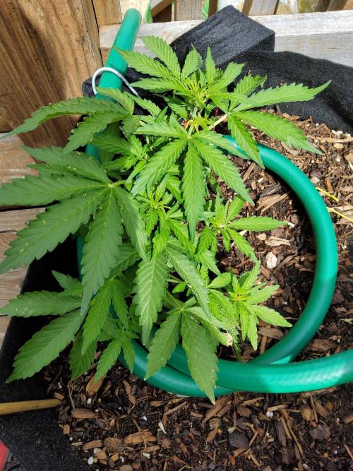 Northern Lights Auto CO outdoor 2026. Week 8 - Update 6.2.26: Makayla - LST wrapping around rim of potting bag
