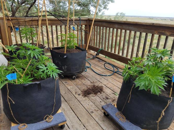Durban Poison CO grow 2026. Week 12
