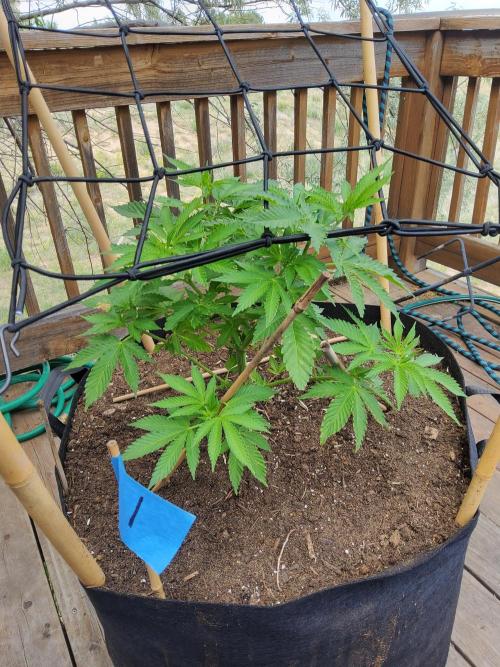 Durban Poison CO grow 2026. Week 13