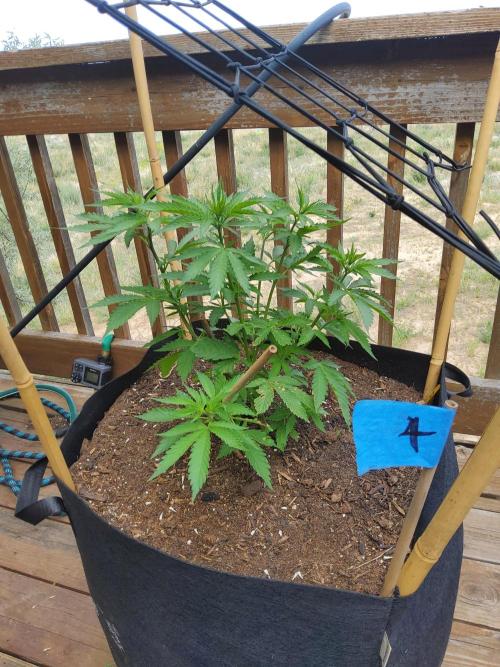 Durban Poison CO grow 2026. Week 13