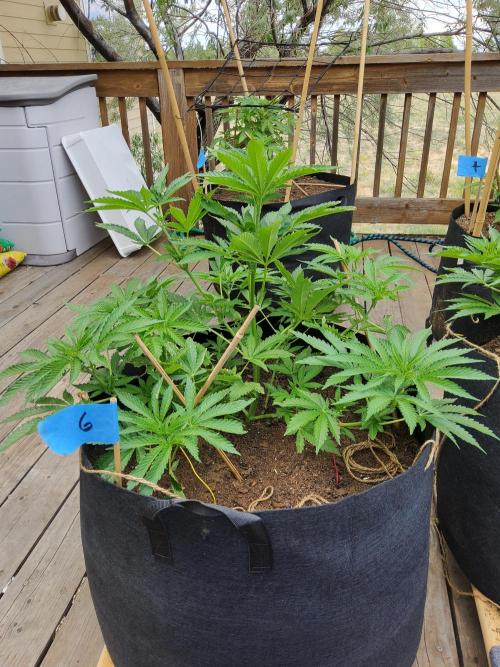 Durban Poison CO grow 2026. Week 13