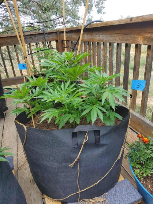 Durban Poison CO grow 2026. Week 13
