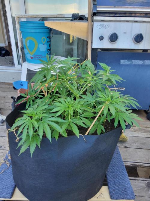 Durban Poison CO grow 2026. Week 13