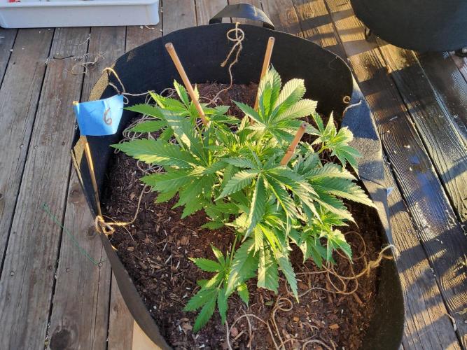 Durban Poison CO grow 2026. Week 13
