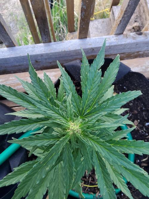 Northern Lights Auto CO outdoor 2026. Week 9