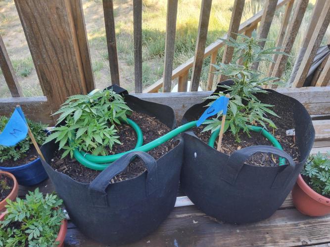 Northern Lights Auto CO outdoor 2026. Week 9