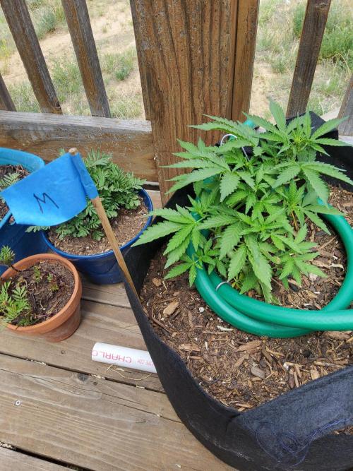 Northern Lights Auto CO outdoor 2026. Week 9