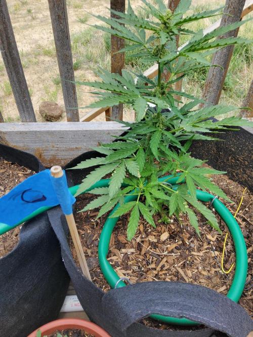 Northern Lights Auto CO outdoor 2026. Week 9