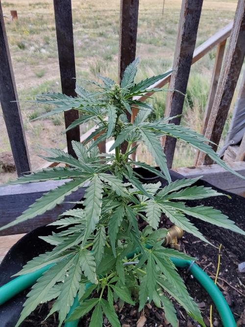 Northern Lights Auto CO outdoor 2026. Week 9