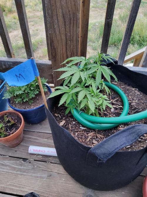 Northern Lights Auto CO outdoor 2026. Week 9