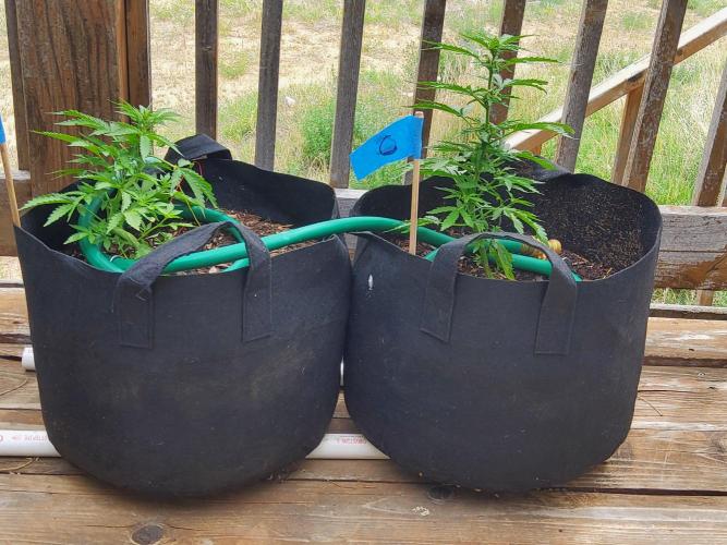 Northern Lights Auto CO outdoor 2026. Week 9