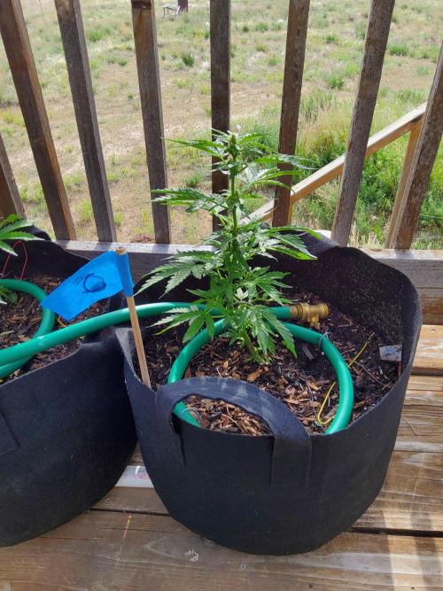 Northern Lights Auto CO outdoor 2026. Week 9