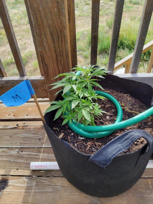 Northern Lights Auto CO outdoor 2026. Week 9