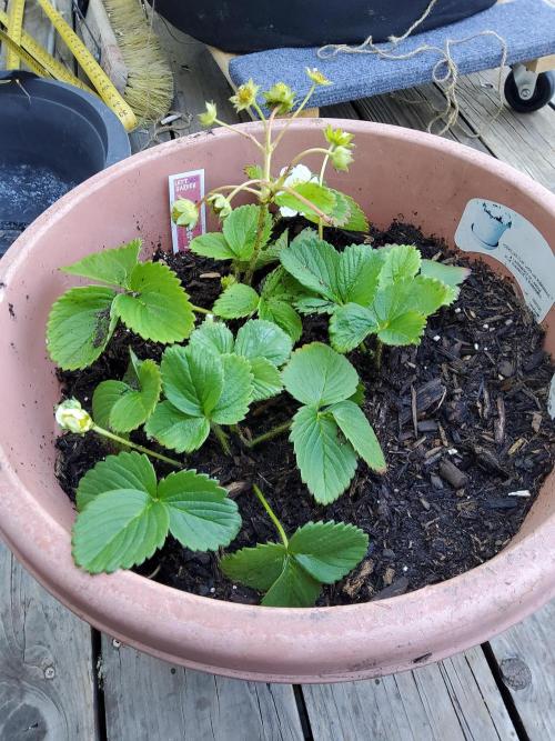 Durban Poison CO grow 2026. Week 13 - We added some strawberries to the Oasis Project.  