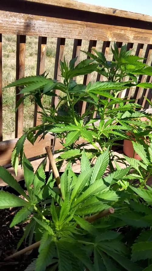 Durban Poison CO grow 2026