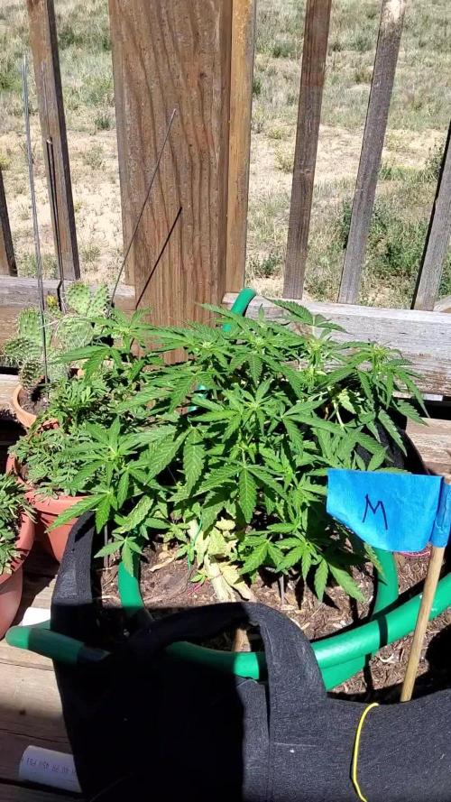 Northern Lights Auto CO outdoor 2026