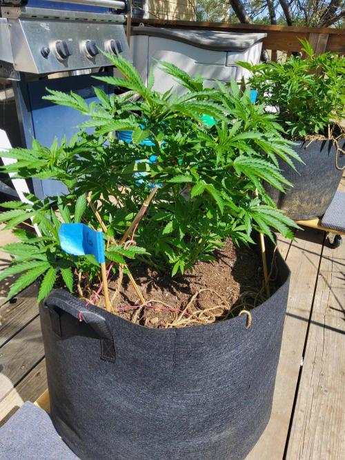 Durban Poison CO grow 2026. Week 14