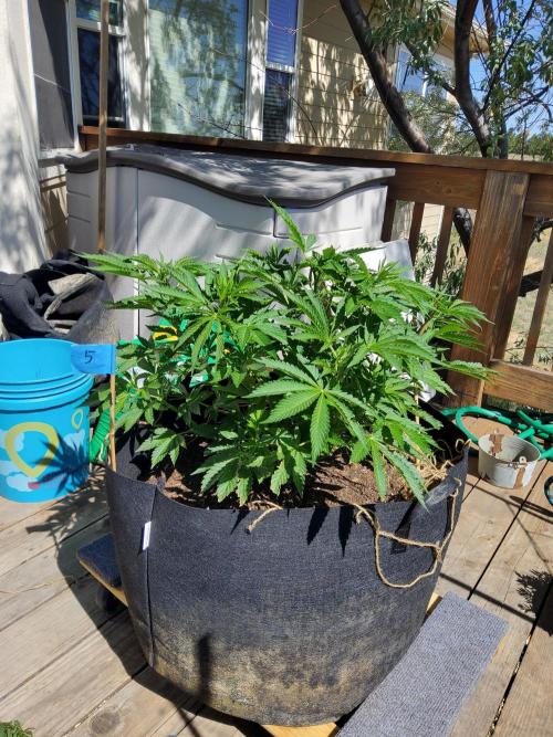 Durban Poison CO grow 2026. Week 14