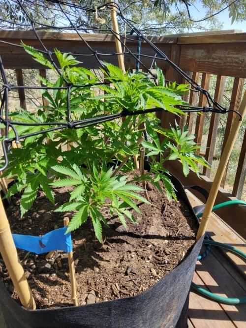 Durban Poison CO grow 2026. Week 14