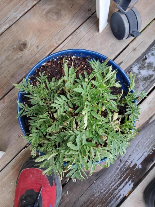 Durban Poison CO grow 2026. Week 14