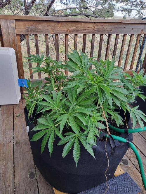 Durban Poison CO grow 2026. Week 14