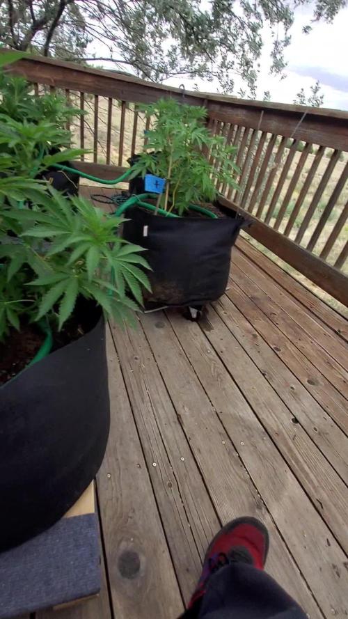 Durban Poison CO grow 2026