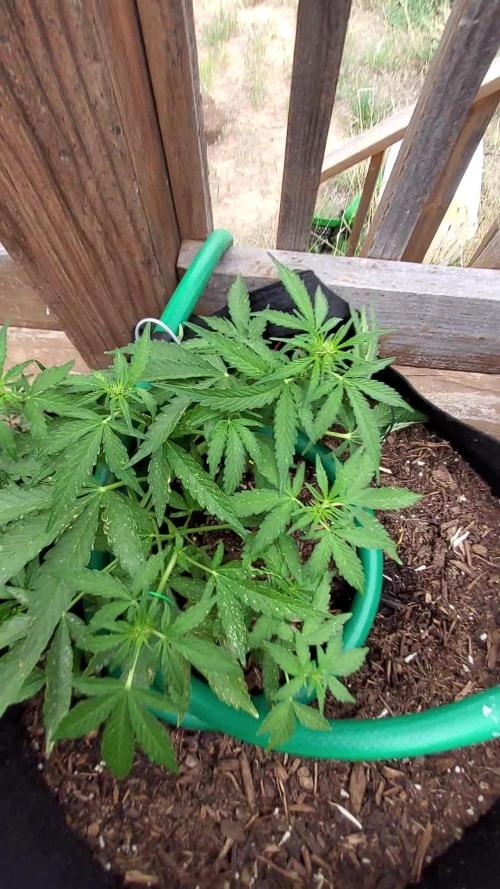 Northern Lights Auto CO outdoor 2026