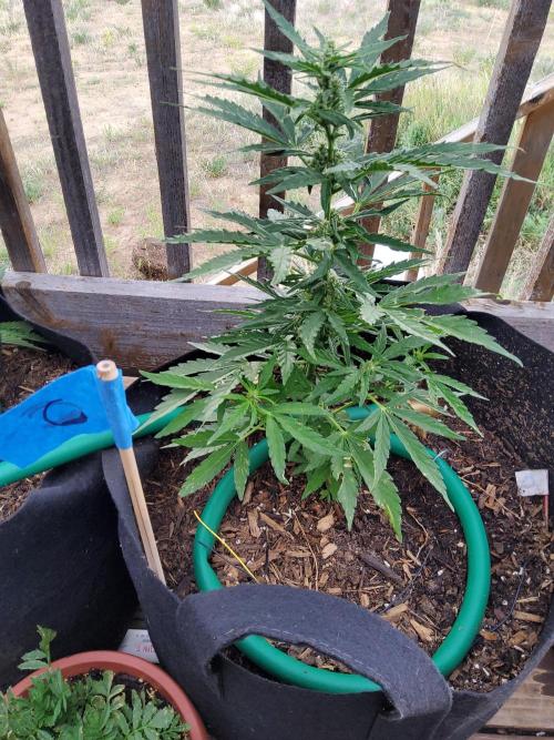 Northern Lights Auto CO outdoor 2026. Week 10