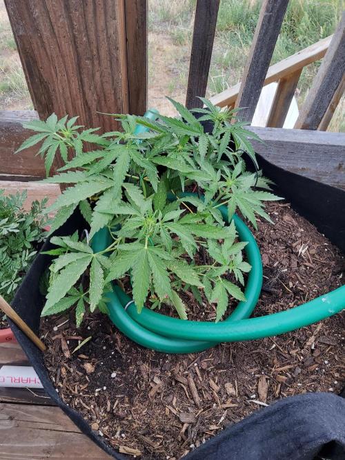 Northern Lights Auto CO outdoor 2026. Week 10