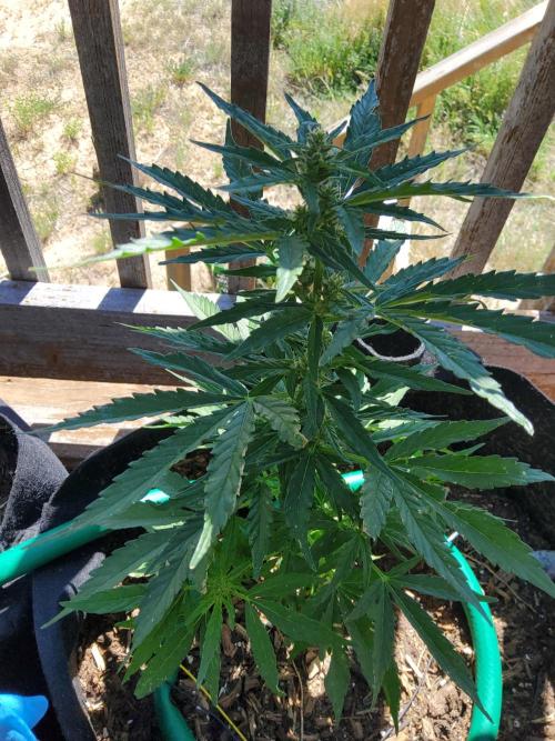 Northern Lights Auto CO outdoor 2026. Week 10