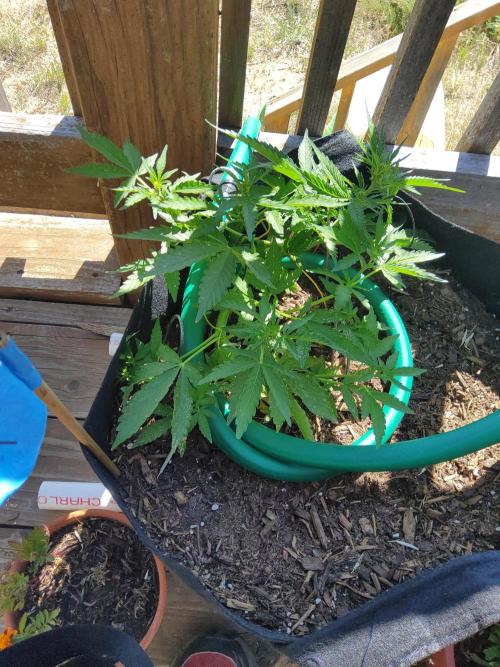 Northern Lights Auto CO outdoor 2026. Week 10