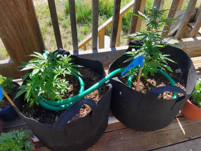 Northern Lights Auto CO outdoor 2026. Week 10