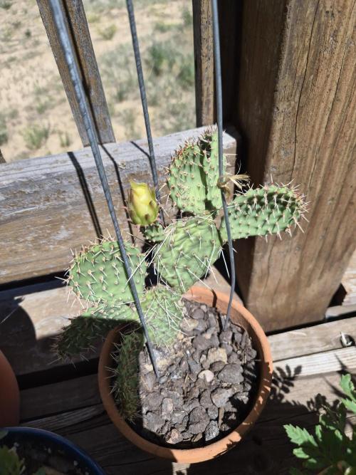Durban Poison CO grow 2026. Week 14 - New member of the Oasis Project, Pablo the prickly pear.  