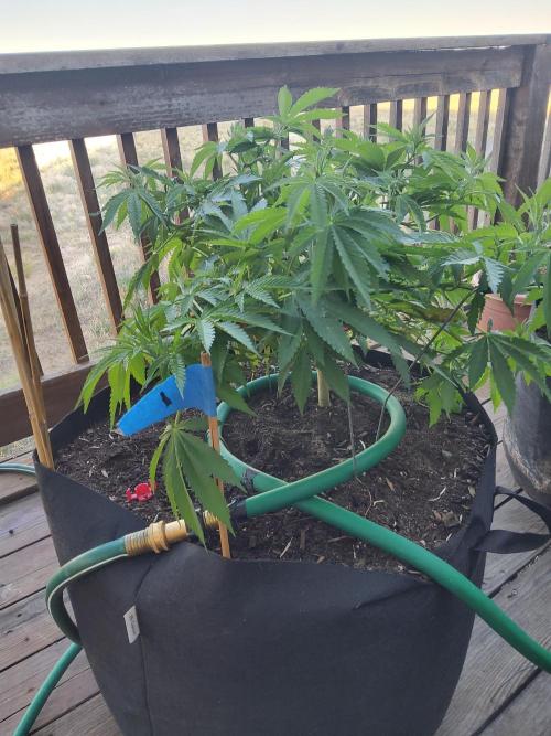 Durban Poison CO grow 2026. Week 15