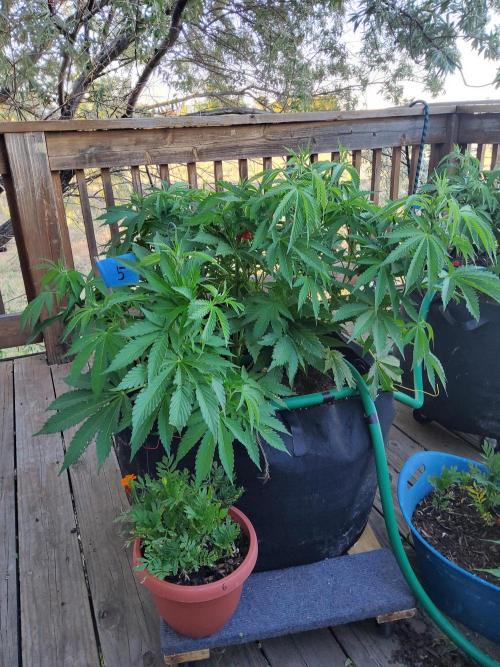 Durban Poison CO grow 2026. Week 15