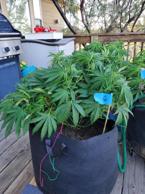 Durban Poison CO grow 2026. Week 15