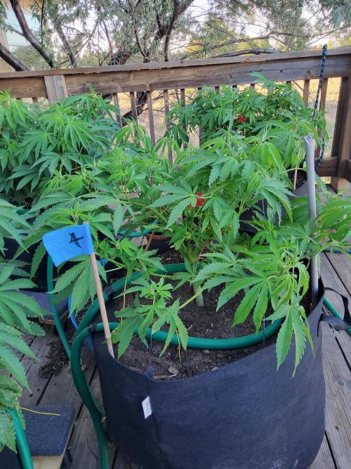 Durban Poison CO grow 2026. Week 15