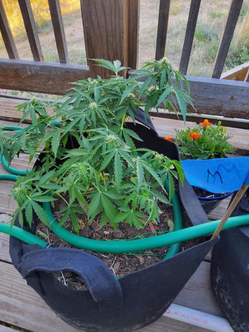 Northern Lights Auto CO outdoor 2026. Week 11
